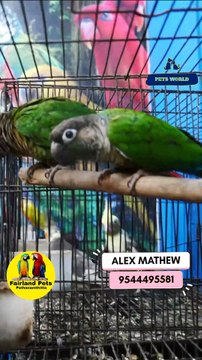 Green Cheeked Conure Pair | ഗ്രീൻ ചീക് കോന്യൂർ ജോഡി | 9544495581 / 9745382306