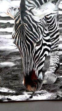Dessin réaliste d’un zèbre 🦓 réalisé avec les crayons de couleur sur un A2, plus de 40 heures de travail résumé en 15 secondes