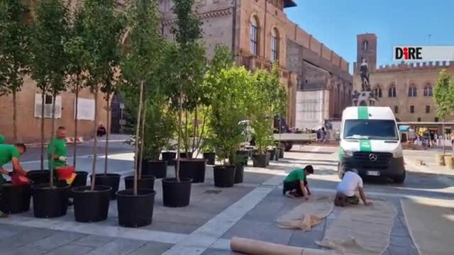 Il video dei nuovi alberi nel centro storico di Bologna: «Partiamo da piazza Nettuno, in futuro anche in via Rizzoli»