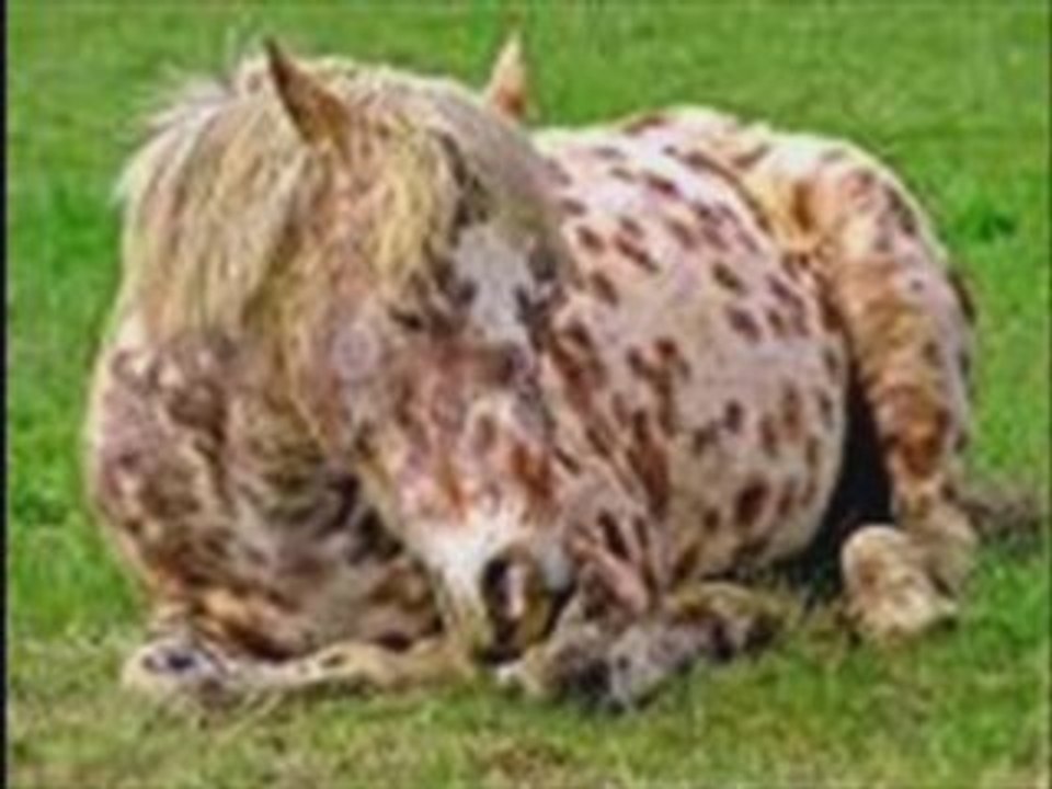les chevaux qui saute