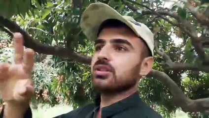 How to grow lychee plants. لیچی کے پودے کیسے آجائے جائیں۔