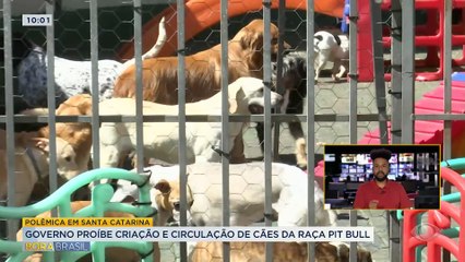 Governador de SC proíbe circulação e criação de pitbulls