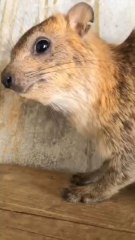 curut tikus tanah yang virall jadi memem