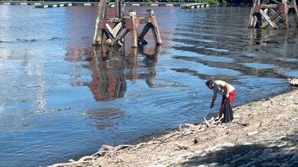 Birds are back after world record litter pick