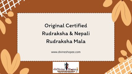 Original Certified Rudraksha & Nepali Rudraksha Mala