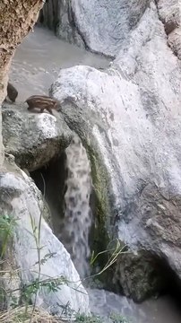 Ces jeunes sangliers seront traumatisés à vie