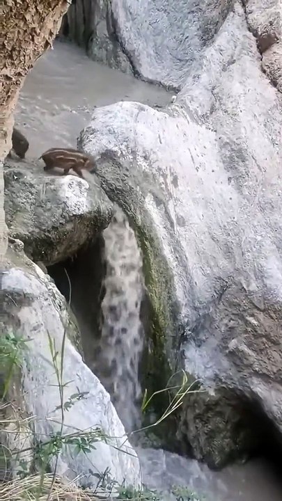 Ces jeunes sangliers seront traumatisés à vie