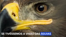 "Imagine que nossos sentidos fossem tão aguçados quanto os dos animais?"