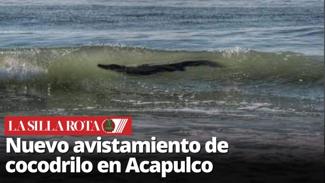 Cocodrilo aparece en playa de Acapulco cerca del Hotel Princess Mundo Imperial