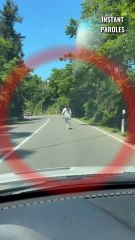 Cette femme se mobilise pour ce chien errant sur la route