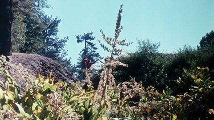 The Forest (1982): Cannibal Hermit Preys on Campers 🌲