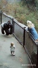 Zoo Gorilla Gives Baby Back To Mother