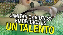 ¿Imitar gaviotas? En Bélgica es un talento
