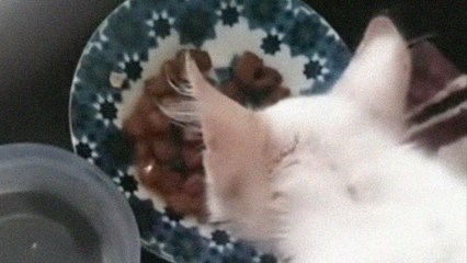 اعتداء جنسي على قط ضال يصدم الرأي العام المغربي