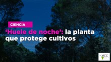 ‘Huele de noche’: la planta que protege cultivos