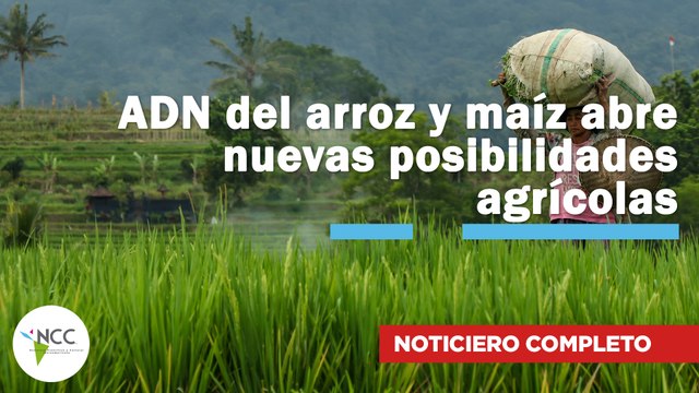 ADN del arroz y maíz abre nuevas posibilidades agrícolas | 777 | 14 al 20 de julio 2025