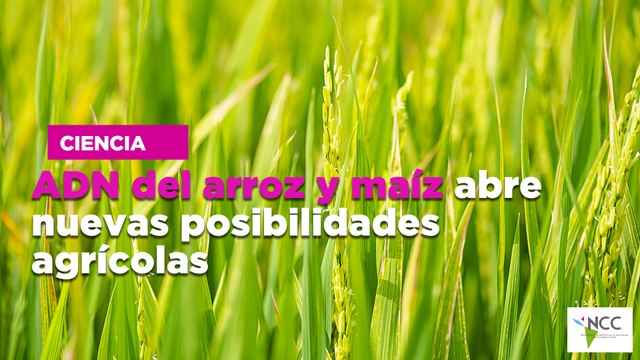 ADN del arroz y maíz abre nuevas posibilidades agrícolas