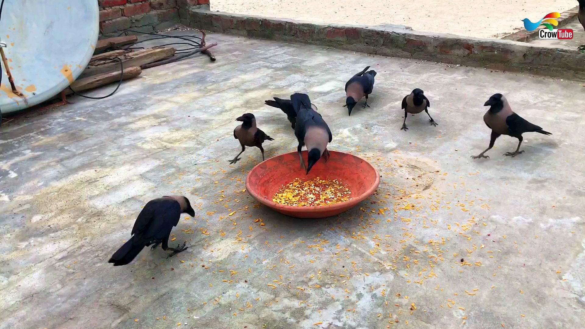 ⁣All And Huge type of crow sound - Angry Crow Sounds | Crow bird Fight video and Feeding Cheese P-18