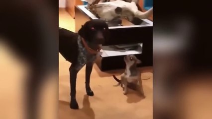 Funniest Cats and Dogs Clips 2025😼🐶Try Not To Laugh