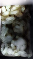 French Gratinated Tacos with Goat Cheese and Honey – The Perfect Flavor Mix! #FrenchTacos #GoatCheese #HoneyLovers #GratinatedTacos #CheesyGoodness