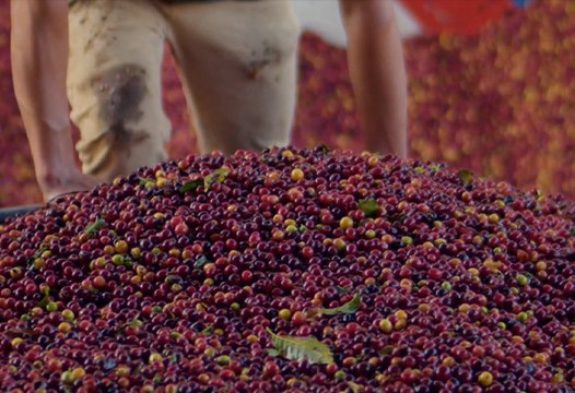 tn7-Café de Costa Rica alcanzó precio nunca antes visto en subasta-110825