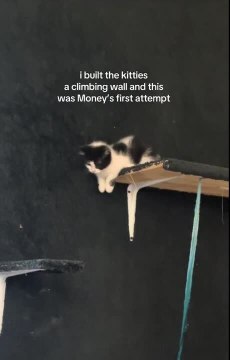 Cat Loses Balance While Climbing Wall and Falls Face-First
