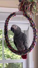 parrot says he's a dog too funny! 😂