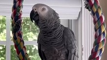 parrot says he's a dog too funny! 😂