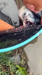 Pond Fishing Adventures