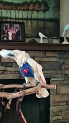 parrot dancing in style to the music! 😂