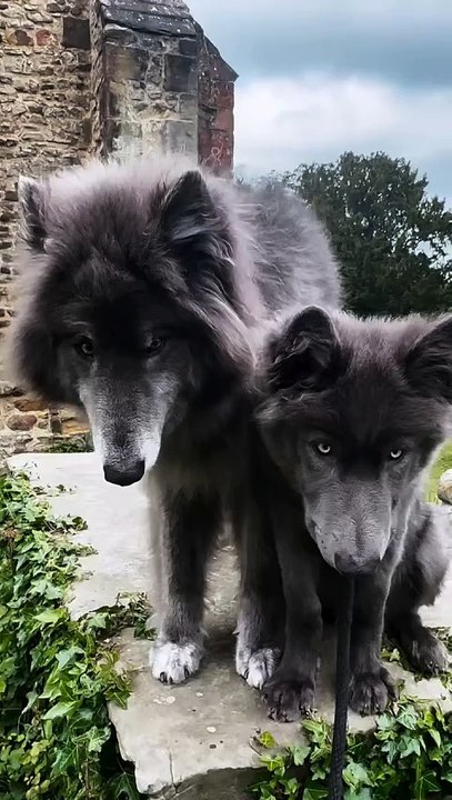 these two dogs look like real wolves! 🐺🐺 - video Dailymotion