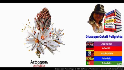 Visual Dict with Audio Асфодель, Бармен, Кофейник, Стирка