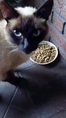 Morning with My Furry Neighbor! He is back for breakfast! #cat #shorts