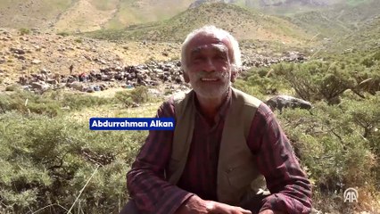 Hakkari yaylalarında otlatılan sürüler sağım için zorlu yolları aşıyor