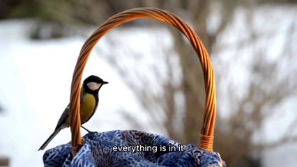 The Weight of Memories ! A Bird’s Struggle for Freedom