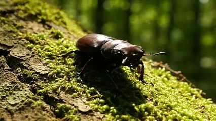 A Moment of Peace in the Forest: Encounter with a Female Stag Beetle