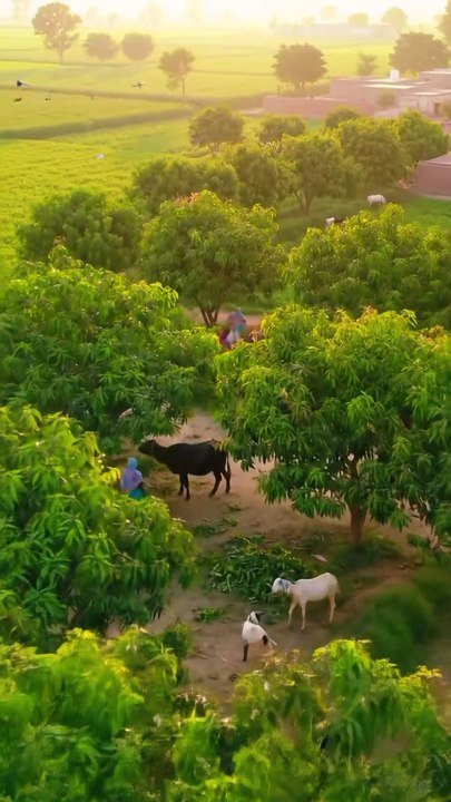 VillageLife#DesiVibes#MeraPind#BeautifulPakistan#GaoonKiSair#NatureLovers#StreetView#PunjabiCulture#SaraikiVlog#PeacefulPlace#Pakistani Village#MyHometown#PindDiGallan#VlogPakistan#LoveMyVillage