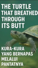 Kura-Kura yang Bisa Bernapas Lewat Pantat?! 🐢😳