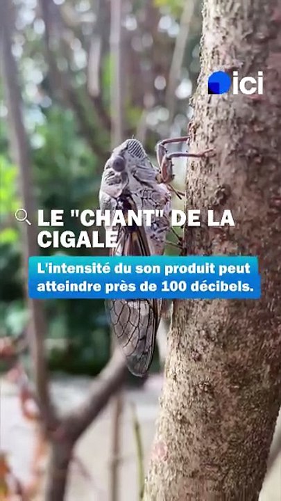 Le "chant" de la cigale