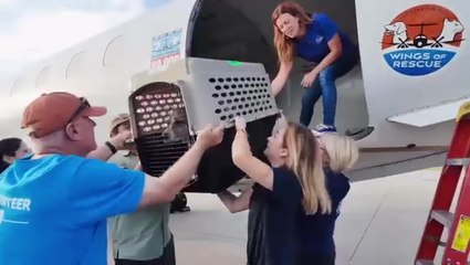 Animals impacted by deadly Texas floods get private flight to safety to find new homes