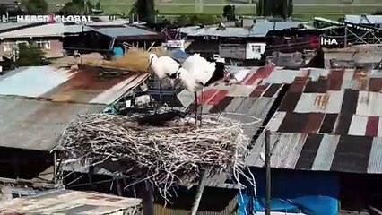 Leylekler Erzurum'daki o mahalleyi mesken tuttu