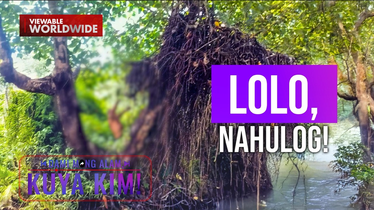 Lolo na umakyat sa puno, nahulog! | Dami Mong Alam, Kuya Kim!