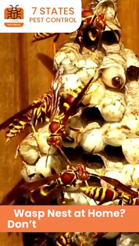 Expert Wasp Nest Removal in Melbourne | 7 States Pest Control