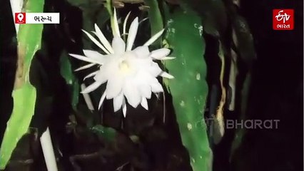 હિમાલયના પહાડોમાં જોવા મળતું દુર્લભ બ્રહ્મ કમલ ભરૂચમાં ખીલ્યું, ગ્રામજનોમાં પણ આશ્ચર્યમાં પડ્યા