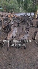 Kangaroo mating