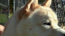 Os animais mais fofos do mundo N•80