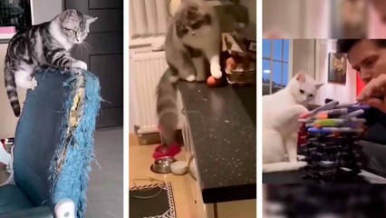 Zerstörerische Katzen: Lustige Videos zeigen Stubentiger im totalen Chaosmodus