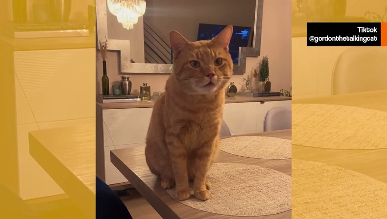 Hulvaton video: närkästynyt kissa päästää pelottavan maukaisun ja saa vertauksen velociraptoriin