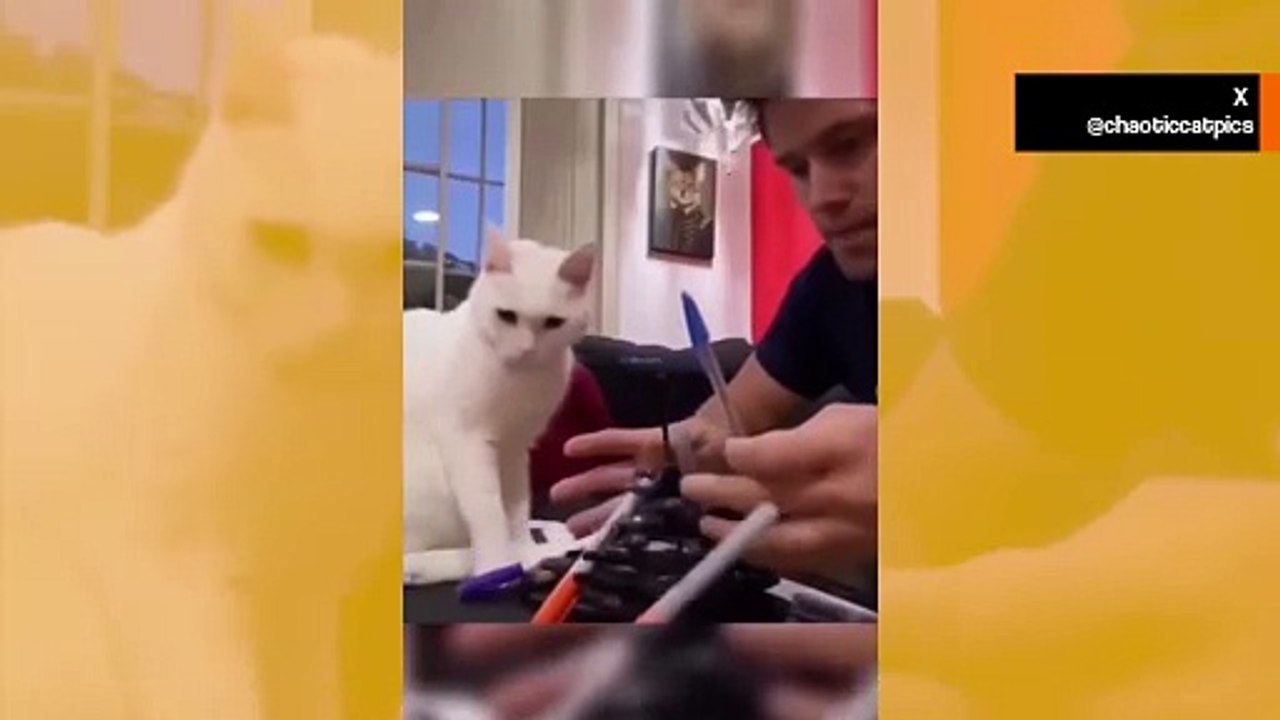 Tuhokissat: hulvattomat videot näyttävät kissat täydessä kaaostilassa