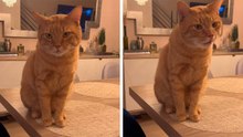 Hilarious Video: Defiant Cat Lets Out Terrifying Meow and Gets Compared to a Velociraptor